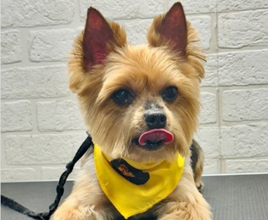 Full Grooming Service